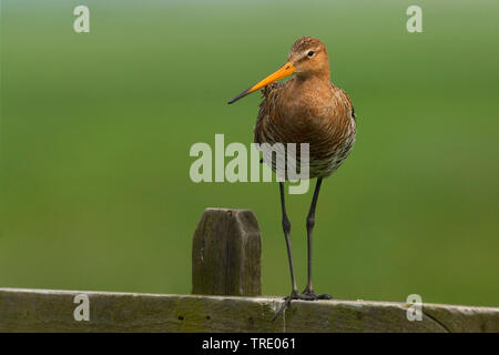 Barge à queue noire (Limosa limosa), assis sur un mur, Pays-Bas Banque D'Images