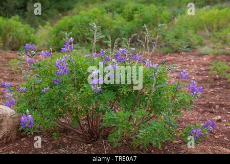 Lupin, Nootka Alaska le lupin (Lupinus nootkatensis), la floraison, l'Islande Banque D'Images