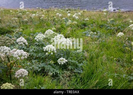 L'Angélique (Angelica archangelica), la floraison, la Norvège Banque D'Images