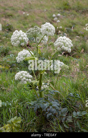 L'Angélique (Angelica archangelica), la floraison, la Norvège Banque D'Images