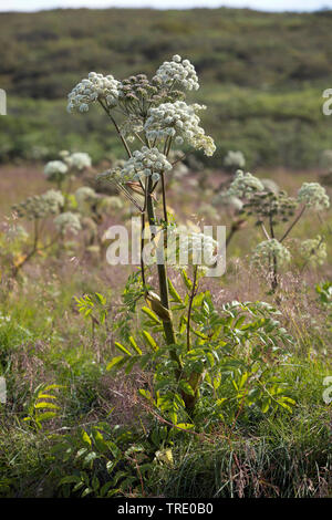 L'Angélique (Angelica archangelica), la floraison, la Norvège Banque D'Images