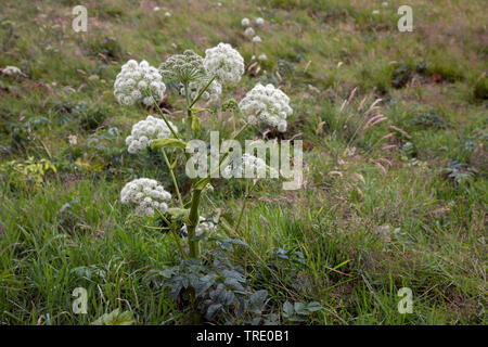 L'Angélique (Angelica archangelica), la floraison, la Norvège Banque D'Images