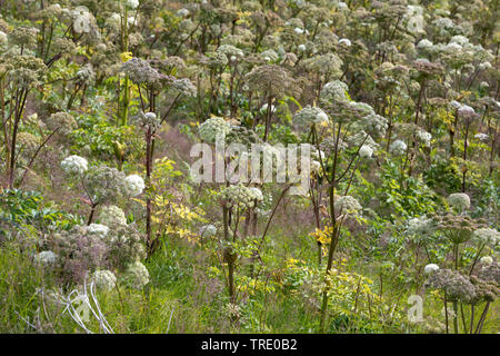 L'Angélique (Angelica archangelica), la floraison, la Norvège Banque D'Images