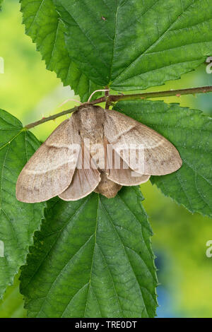 Fox Moth (Macrothylacia rubi), femelle à une brindille blackberry, Allemagne Banque D'Images