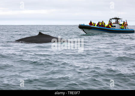 Baleine à bosse (Megaptera novaeangliae), les touristes sur un bateau en caoutchouc l'observation d'une baleine, l'Islande Banque D'Images