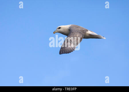 Le fulmar boréal, arctique Fulmar (Fulmarus glacialis), voler, Islande Banque D'Images