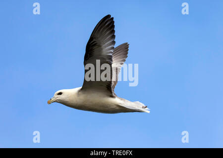 Le fulmar boréal, arctique Fulmar (Fulmarus glacialis), voler, Islande Banque D'Images