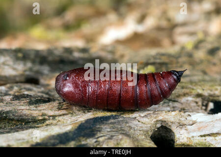 Uméro tacheté (Erannis defoliaria, Phalaena defoliaria, defoliaria Hybernia), mâle sur l'écorce, Allemagne Banque D'Images