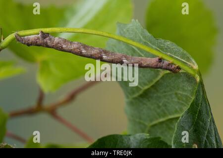 Agriopis marginaria (pointillés), Caterpillar se nourrissant de tilleul, Allemagne Banque D'Images