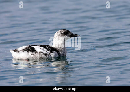 Le guillemot à miroir (Cepphus grylle), une jeune oiseau, l'Islande Banque D'Images