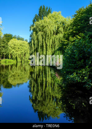 Golden saule pleureur (Salix x Chrysocoma', 'spulcralis Salix x chrysocoma, Salix chrysocoma), saule pleureur la réflexion, l'Allemagne, Hambourg Banque D'Images