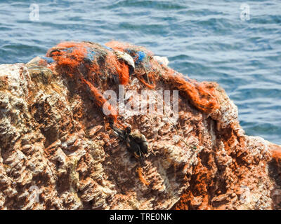 Des oiseaux morts dans les filets sur birdcliff sur l'île de Helgoland, Allemagne, Schleswig-Holstein, Helgoland Banque D'Images