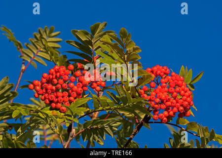 La montagne européenne-ash, Rowan Tree (Sorbus aucuparia), de la direction générale avec des baies, de la Norvège, Troms Banque D'Images