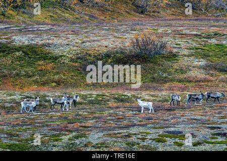 Renne européen, le caribou (Rangifer tarandus tarandus), groupe de l'Saltfjellet, Norvège, Nordland, Saltfjellet Svartisen Parc National