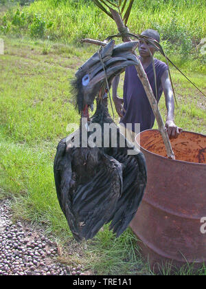 Calao terrestre d'Abyssinie (Bucorvus abyssinicus), capturés illégalement calao terrestre d'Abyssinie comme brousse au Cameroun, le Cameroun. Banque D'Images