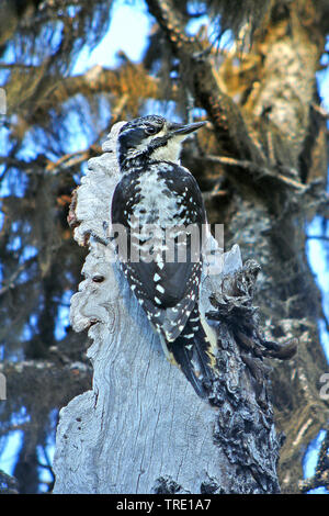 Amerikaanse américaine drieteenspecht, le pic tridactyle (Picoides dorsalis), sur un arbre, USA, Alaska Banque D'Images