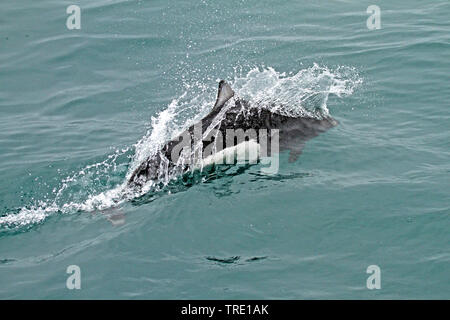 Marsouin de Dall, mouflons de marsouin blanc flanqué de pulvérisation, marsouin commun (Phocoenoides dalli), des sauts hors de l'eau, USA, Alaska Banque D'Images
