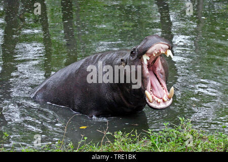 L'hippopotame pygmée (Hexaprotodon liberiensis Choeropsis liberiensis,), assis sur l'eau, Taiwan Banque D'Images