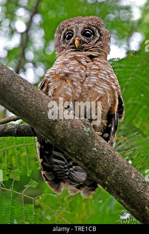 Bois d'Afrique (Owl Strix woodfordii), sur une branche, l'Ouganda Banque D'Images