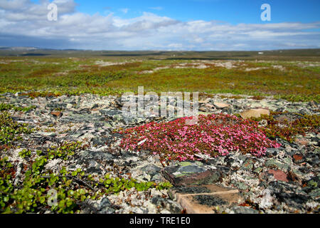 Alpine azalea, l'azalée, azalée Alpine azalea, Nain (Loiseleuria procumbens, Kalmia procumbens), qui fleurit dans un fjell, la Norvège, l'île de Varanger Banque D'Images