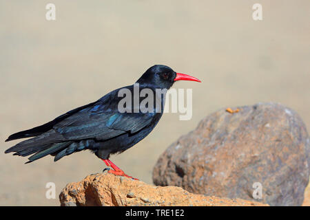 Crave à bec rouge (Pyrrhocorax pyrrhocorax), sur un rocher, le Maroc, l'Atlas Hoher Banque D'Images