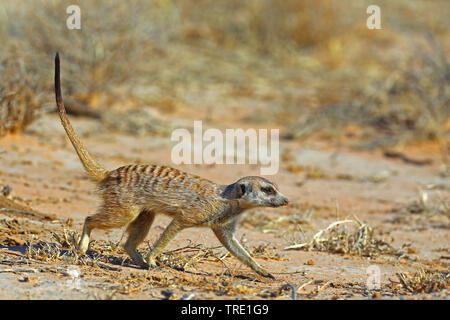 À queue fine, suricate (Suricata suricatta) suricates, marche à pied dans la savane, side view, Afrique du Sud, Kgalagadi Transfrontier National Park Banque D'Images