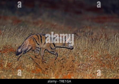 Aardwolf (Proteles cristatus), la marche de nuit, vue de côté, l'Afrique du Sud, Mokala National Park Banque D'Images