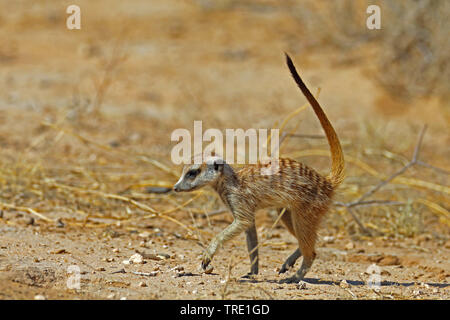 À queue fine, suricate (Suricata suricatta) suricates, fouillant dans la savane, side view, Afrique du Sud, Kgalagadi Transfrontier National Park Banque D'Images