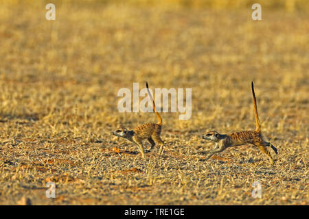 À queue fine, suricate (Suricata suricatta) suricates, exécutant deux suricates dans la savane, side view, Afrique du Sud, Kgalagadi Transfrontier National Park Banque D'Images
