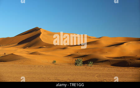 Dunes de sable de l'Erg Chebbi, dans la lumière du soir, le Maroc, Merzouga Banque D'Images