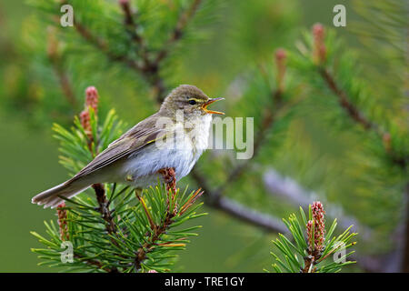 Willow warbler (Phylloscopus trochilus), chantant sur un rameau de pin, de la Finlande, Pallas Yllaestunturi National Park Banque D'Images