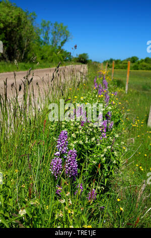 Orchidée militaire (Orchis militaris), qui fleurit le long des routes, la Suède, l'Oeland Banque D'Images