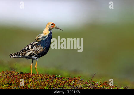 Le Combattant varié (Philomachus pugnax) mâle en plumage nuptial, la Norvège, l'île de Varanger Banque D'Images