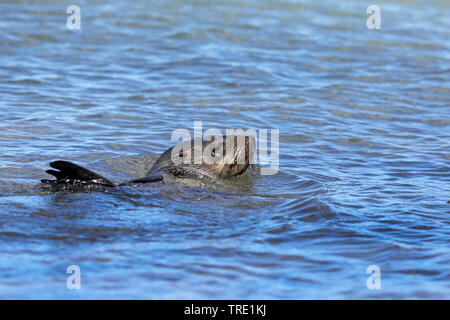 African clawless otter (Aonyx capensis), nager dans la mer, l'Afrique du Sud, Western Cape, Cape of Good Hope National Park Banque D'Images