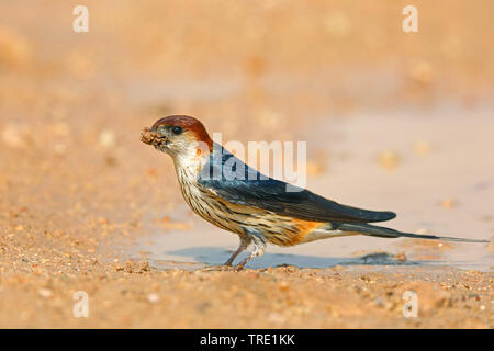 Quioula (Hirundo cucullata), la collecte de matériel de nidification, Afrique du Sud Banque D'Images