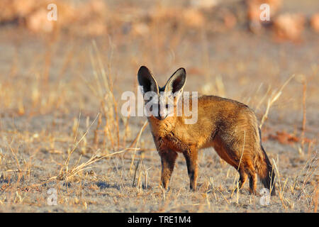 Bat-eared fox (Otocyon megalotis), debout dans la savane, l'Afrique du Sud, Kgalagadi Transfrontier National Park Banque D'Images