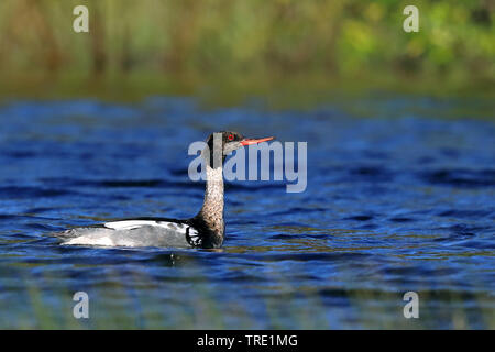 Harle huppé (Mergus serrator), natation homme, Suède, Kramfors Banque D'Images