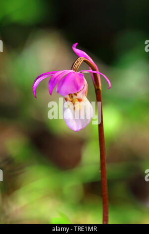 Calypso, le conte de fée, orchidée slipper slipper (Calypso bulbosa), fleur, Suède, Kramfors Banque D'Images