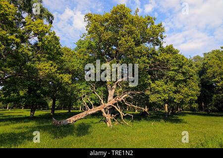 Forêt de chêne avec arbre tombé, la Suède, l'Oeland, Ottenby Lund, O Combuco Banque D'Images