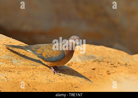 Laughing dove (Streptopelia senegalensis), assis sur un rocher, le Maroc, Tazzarine Banque D'Images