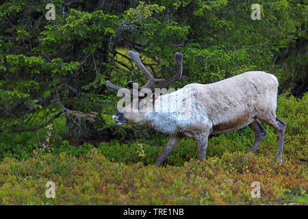 Le renne, le caribou (Rangifer tarandus), bull rennes marche à travers la forêt de conifères, vue de côté, la Finlande, Pallas Yllaestunturi Nationalpark Banque D'Images