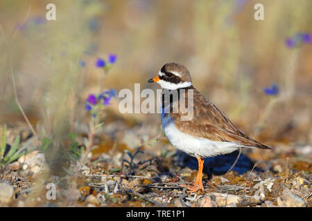 Ringed Plover (Charadrius hiaticula), sur le terrain, la Suède, l'Oeland Banque D'Images