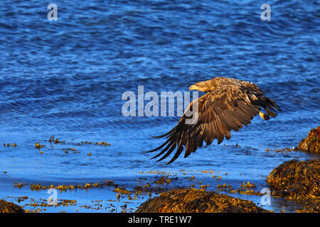 Pygargue à queue blanche (Haliaeetus albicilla), juvénile volant à la côte, de la Norvège, île de Varanger Banque D'Images