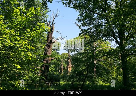 Le chêne commun, le chêne pédonculé, chêne pédonculé (Quercus robur. Quercus walkeri), chêne mort, la Suède, l'Oeland, NSG Halltorps Hage Banque D'Images