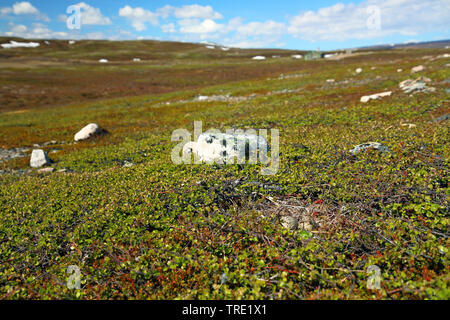 Mew Gull (Larus canus), des œufs, de la Norvège, de l'île de Varanger, Komagvær Banque D'Images