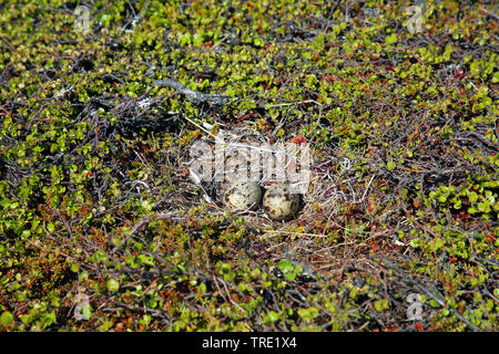 Mew Gull (Larus canus), des œufs, de la Norvège, de l'île de Varanger, Komagvær Banque D'Images