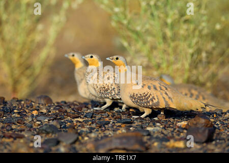 Ganga tacheté (Pterocles senegallus), groupe dans le désert, Maroc, Merzouga Banque D'Images