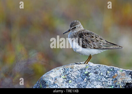 Le travail de Temminck (Calidris temminckii), homme sur un rocher, la Norvège Banque D'Images