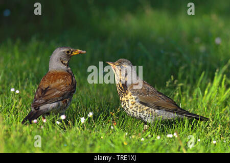 F) fieldfare (Turdus, nourrir les oiseaux adultes jeune oiseau avec un ver de terre, la Suède, l'Oeland Banque D'Images