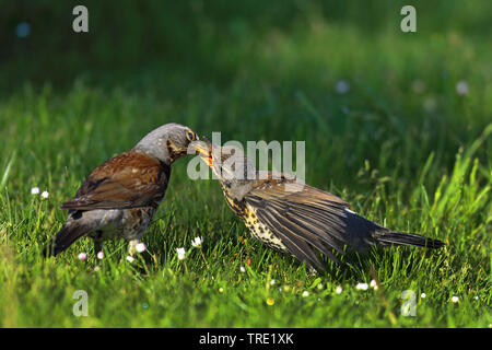 F) fieldfare (Turdus, nourrir les oiseaux adultes jeune oiseau avec un ver de terre, la Suède, l'Oeland Banque D'Images